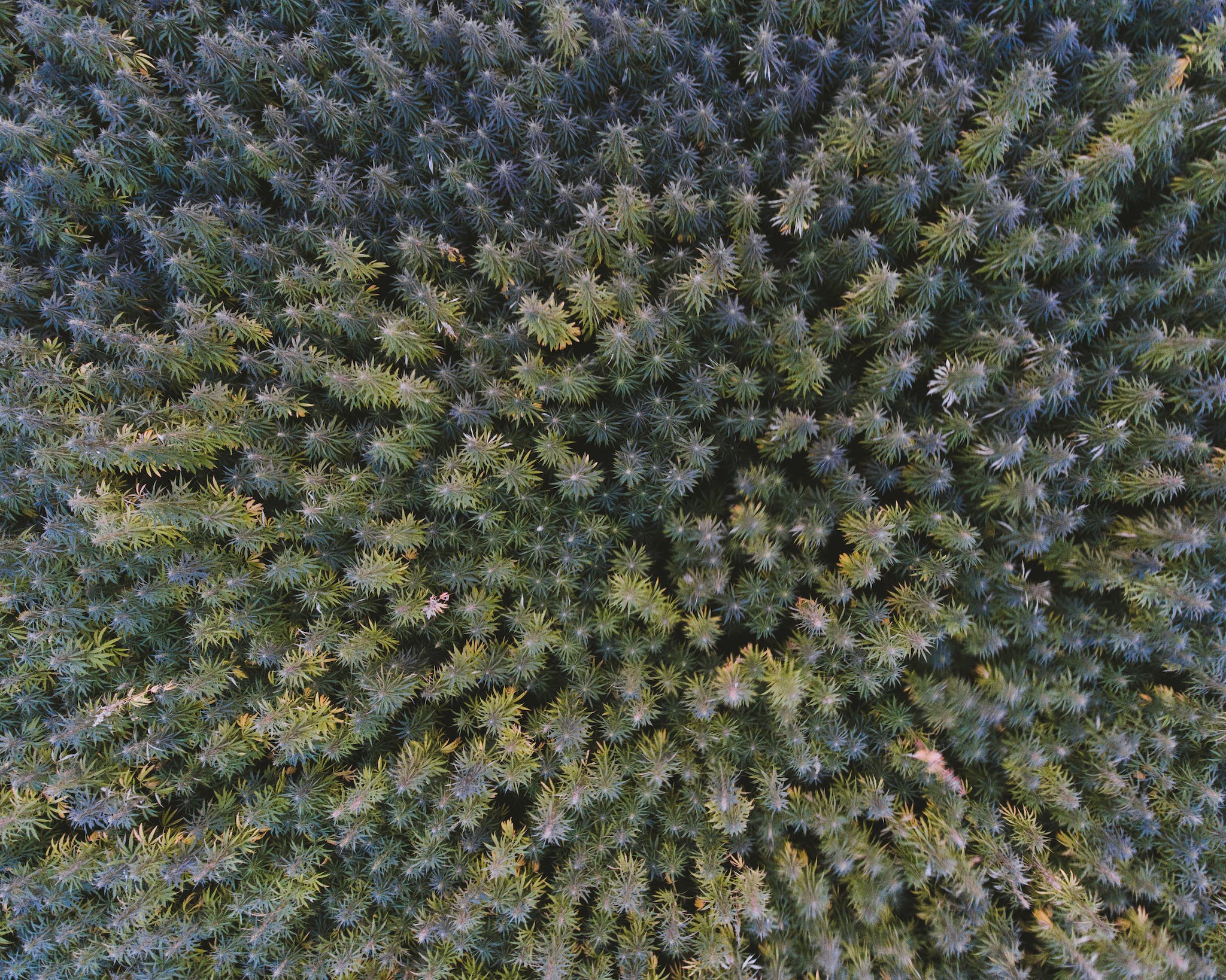 Aerial View of Green Plants