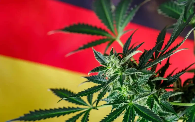 The New Dawn of German Cannabis: Exploring the Impacts of Legalization